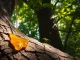 Extrait de benjoin avec des gouttes de résine brillance sur l'écorce de l'arbre.