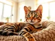 Bengal Breeders Orange County showcase a beautiful Bengal cat lounging in a cozy setting.